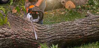 Best Emergency Tree Removal  in Panguitch, UT