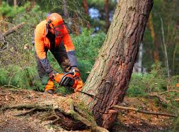 Best Tree Disease Treatment  in Panguitch, UT