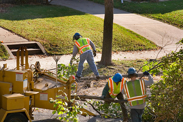 Best Storm Damage Tree Cleanup  in Panguitch, UT