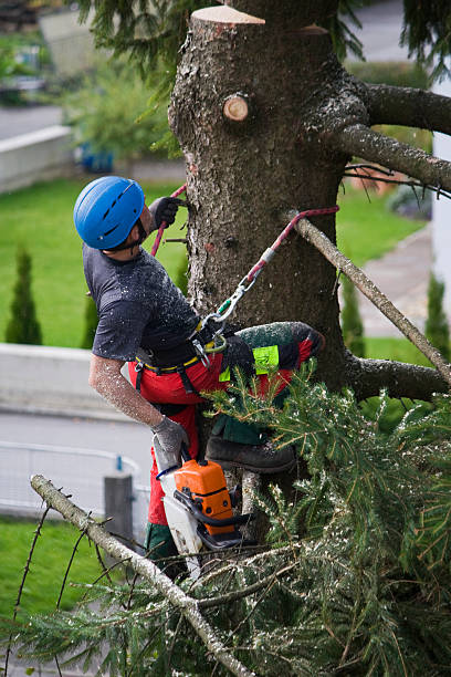 Best Utility Line Clearance  in Panguitch, UT