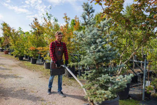Organic Lawn Care Solutions in Panguitch, UT