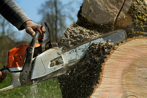 Best Firewood Processing and Delivery  in Panguitch, UT