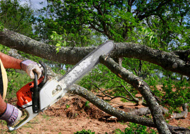 Professional Tree Removal in Panguitch, UT