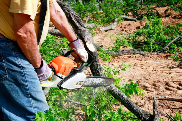 Best Aeration Services  in Panguitch, UT
